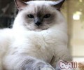 宠物猫惧怕时的具体表现