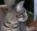 猫咪的眼睛晚上为什么发亮