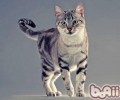 猫咪尾巴竖起来代表什么