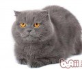 猫咪为何用舌头舔水喝