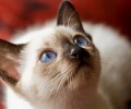 你知道猫咪气愤的体现吗