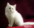 猫咪走路没有声音是为何