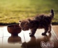 猫咪为什么不爱吃甜食