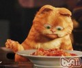 不要给猫咪喂你吃的饭菜