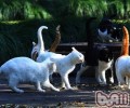 假如猫咪都没有做绝育