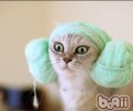 猫咪家庭急救小常识