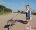 萨凡猫：尊贵的时髦“豹纹控”