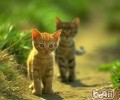 猫咪迷路了要怎么找回