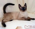 猫咪安乐死需求考虑清楚