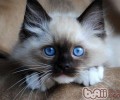 无法持续养殖猫咪时该怎么办