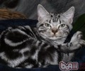 猫咪的消化系统有什么特色