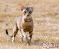 猫咪很多掉毛的原因有哪些