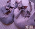 小猫体重与年纪的联系