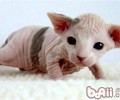 初生猫咪的根本护理常识