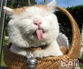 猫咪饮食的三大忌讳