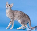12月龄以内的猫咪对猫粮有何特殊要求