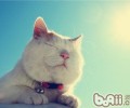 一只老猫的人生感悟