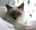 猫咪也要定时打针疫苗