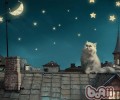 波斯猫掉毛怎么办