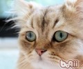 波斯猫繁衍过程中需求留意哪些问题