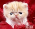 形成波斯猫吐逆的几个原因
