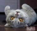 克己猫饭怎能不增加维生素D？
