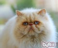 波斯猫配种需求留意的问题