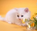 怎么辨别波斯猫