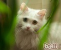 波斯猫的性情是什么样的