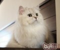警觉波斯猫贱价出售的圈套