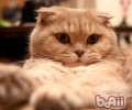 猫咪吐逆后，怎么经过饮食调度康复肠胃功用？