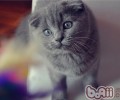 怎么防止买到黄曲霉毒素超支的猫粮？