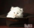 波斯猫怎样养