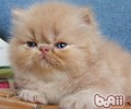 波斯猫发情了怎么办
