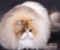 波斯猫吃什么最健康