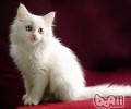 为什么不同波斯猫的价格相差那么大