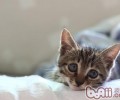 猫奴需注意猫咪排尿状况