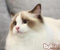 让布偶猫乖乖洗澡的小窍门