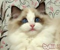 领养布偶猫应该做的预备