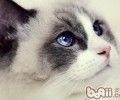 去布偶猫舍购买布偶猫应该留意什么