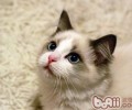 什么原因导致布偶猫价格如此高