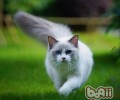 布偶猫的产后护理