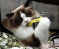 布偶猫应该吃什么