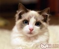 布偶猫的寿数有多久