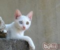 怎么避免猫咪养成挑食的习气