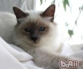 黑下巴？NO！我的美貌不能毁！——小粉刺，大学识！猫咪粉刺的解决办法