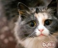 猫咪吃鱼有考究