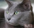 猫咪邮寄注意事项
