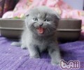 小心折耳猫出售的圈套