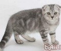 折耳猫养殖过程中或许碰到的三个问题